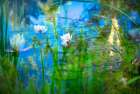 Soft composite of water lilies in a pond Art Print